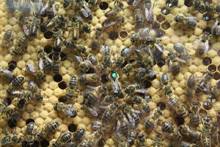 BeeCams Hive